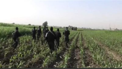 الأمن يداهم مزرعة بانجو في الغربية