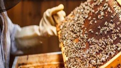 كاميرا فيتو في بث مباشر داخل مناحل الدقهلية.. تكشف مراحل تكوين المناحل.. أخطر مرض يهاجمهم.. ومواصفات الملكة