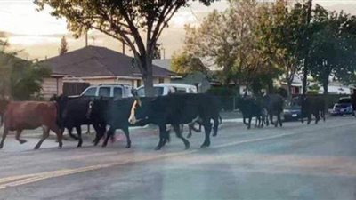 40 بقرة تنشر الهلع في شوارع لوس أنجلوس
