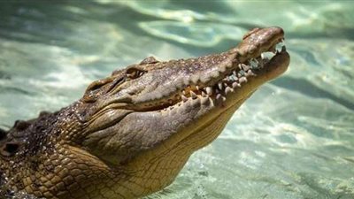 عامل بالسياحة يستعرض مواهبه في إطعام التماسيح العملاقة