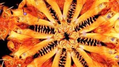 تقشعر له الأبدان.. علماء يكشفون عن حيوان غريب بالمحيط الهادئ