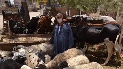 استقرار أسعار الأضاحي بأسواق الماشية في الدقهلية