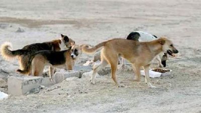 كلب ضال يعقر 12 طفلا بالفيوم