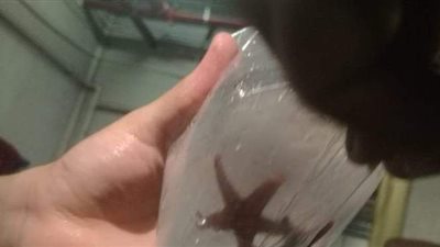 إحباط محاولة تهريب طرد شعاب مرجانية وكائنات بحرية نادرة بمطار القاهرة | صور