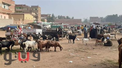 بث مباشر داخل سوق المواشي بالغربية.. قبل ما تشتري الأضحية اعرف أسعار المواشي