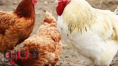 أسعار الدواجن اليوم 27-6-2021 في المنيا