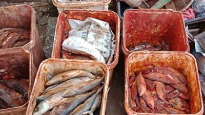 حجز صاحب محل لحيازته 2 طن أسماك مملحة فاسدة بالقاهرة