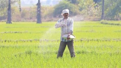 مزارعو الدقهلية يشتكون من عدم توافر سماد اليوريا