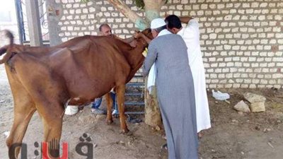 تحصين 128 ألفا و824 رأس ماشية ضد الجلد العقدي وجدري الضأن ببني سويف