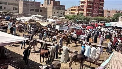 كاميرات فيتو في بث مباشر جديد من داخل أكبر أسواق المواشي بالغربية .. الركود سيد الموقف.. وارتفاع أسعار الأعلاف السبب