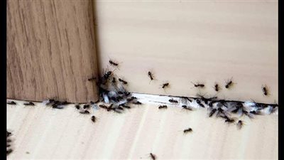 علاج النمل في البيت باستخدام 9 مواد موجودة في مطبخك