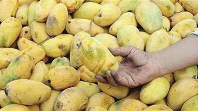 شعبة الخضروات تكشف تأثير إصابات مانجو الإسماعيلية على الأسواق | فيديو