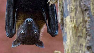 ثمار ملوثة بلعاب الحيوانات.. نيباه أحد أخطر الفيروسات في العالم يهدد الهند