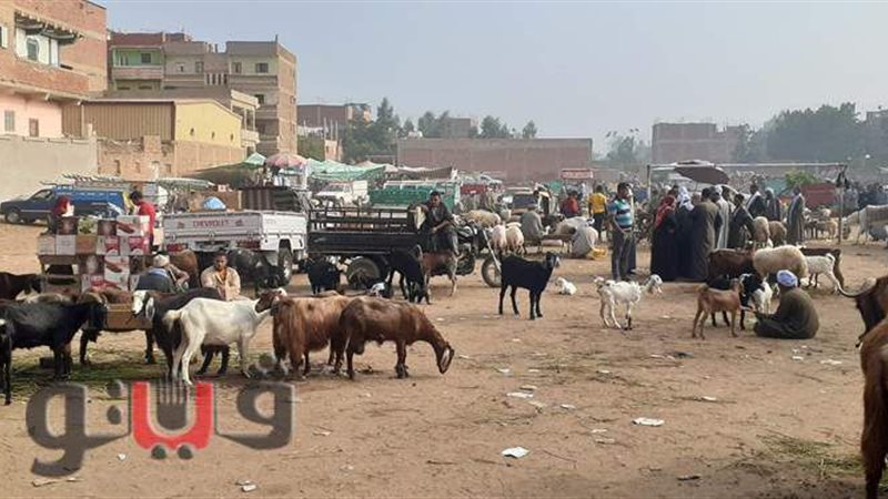 سوق المواشي بالغربية