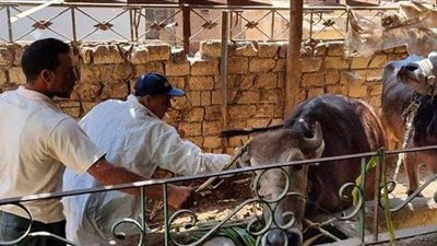 تحصين 14862 رأس ماشية ضد الحمى القلاعية والوادى المتصدع بالدقهلية