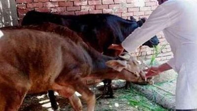 الزراعة: انطلاق الحملة القومية للتحصين ضد الحمى القلاعية والوادي المتصدع