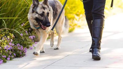 تعرف على شروط اقتناء الكلاب وفقا لمشروع القانون