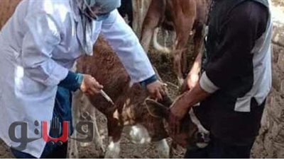 تحصين ٣ آلاف و ٦٠٨ رأس ماشية ضد الحمى القلاعية بالإسماعيلية