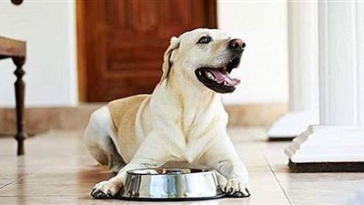 زمن الفوضى انتهى.. تفاصيل مشروع قانون حيازة الحيوانات الخطرة بالمنازل | فيديو