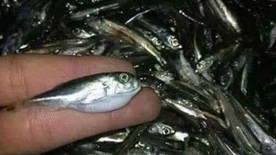 صحة الغربية تحذر من سمكة القراض السامة بالأسواق