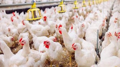 150 جنيها تراجعا فى أسعار الأعلاف واستقرار الدواجن