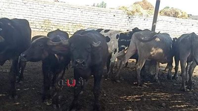 بث مباشر.. أسعار ومواصفات الأضاحي السليمة من داخل مزرعة مواشي بالدقهلية | فيديو