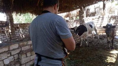 بدء حملة تطعيم الماشية ضد الحمى القلاعية بالمنيا