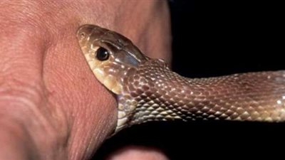 وفاة شخص تعرض للدغة ثعبان بطوخ