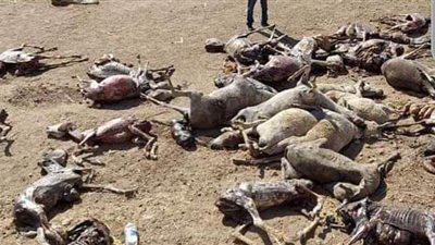 ضبط 3 تجار لتورطهم في مذبحة حمير سوهاج