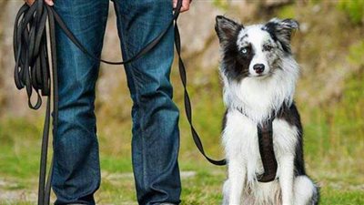 تعرف على رسوم ترخيص اقتناء الكلاب.. ومدة تقنين الأوضاع