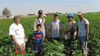 متابعة محصول القطن بقرية جلبانة بالقنطرة شرق الإسماعيلية | صور