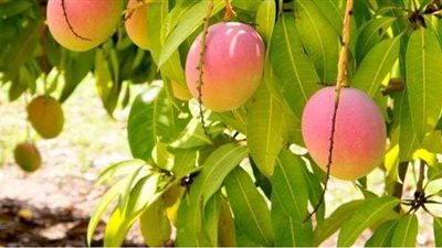 الزراعة تنفي انتشار العفن الهبابي في مزارع المانجو