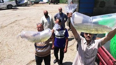 الثروة السمكية تلقي 750 ألف وحدة زريعة أسماك ببحيرة البرلس