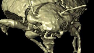 العثور على نوع جديد من الخنافس بفضلات ديناصور