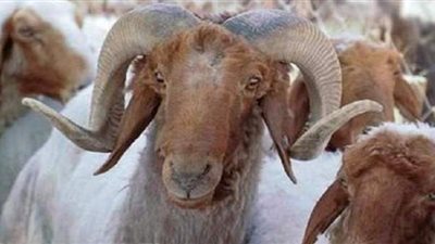 بث مباشر.. طريقة اختيار الأضحية والأسعار من سوق المواشي العمومي بكفر الشيخ