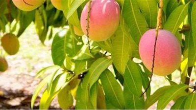 الزراعة: 70% انخفاضا في إنتاج المانجو بالإسماعيلية هذا العام