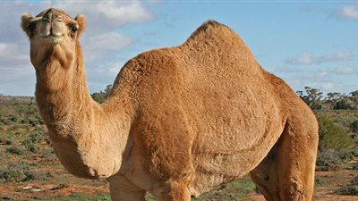 دراسة تكشف سر قدرة الإبل العربية على تحمل العطش الشديد