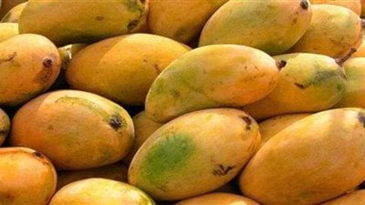 قروض وسلف والمحصلة صفر.. موسم المانجو بالإسماعيلية موت وخراب ديار.. والمزارعون يستغيثون