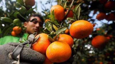 توصيات زراعية عاجلة لإنقاذ محصول البرتقال بسبب الموجة الحارة