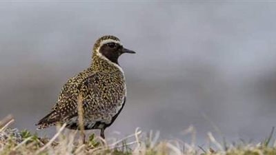 أول ظهور لطائر القطقاط الأفريقي في دبي | فيديو