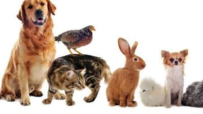 أستاذ علم فيروسات: الحيوانات الأليفة تنقل كورونا للإنسان