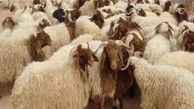 نصائح تساعدك في شراء أضحية سليمة