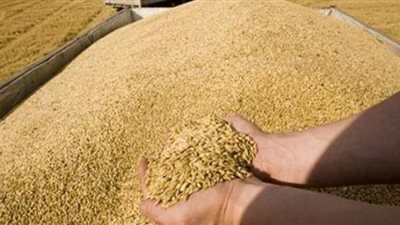 توريد 650 ألف طن قمح لصوامع الشرقية