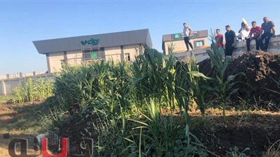 على طريقة فيلم التجربة الدنماركية.. زراعة أجزاء من استاد كفر الشيخ خيار وباذنجان | صور