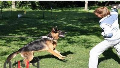 حبس وغرامة.. تعرف علي عقوبة استخدام حيوان لإثارة الرعب بين الناس