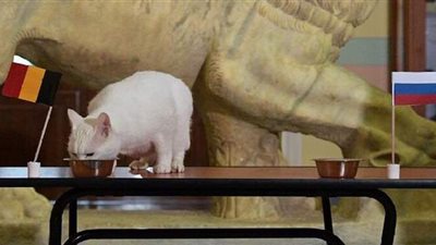 يورو 2020.. القط أخيل يتوقع الفائز من لقاء إسبانيا وأوكرانيا