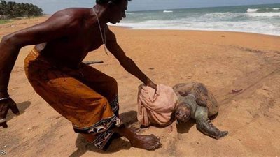 كارثة بيئية.. نفوق مئات السلاحف والدلافين في سريلانكا