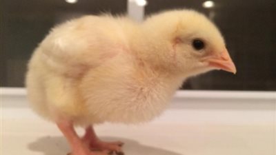 عاشق مجروح يرسل لحبيبته 15 كتكوتًا عبر البريد