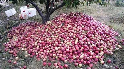 مصدرون: التفاح اللبناني أشهر المحاصيل الزراعية المصدرة إلى مصر