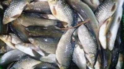 «قشر البياض» يسجل 21 جنيها بسوق العبور